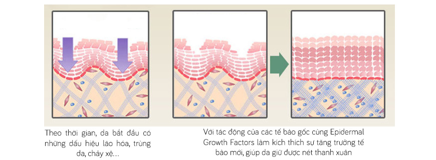 Kem trẻ hóa da tế bào gốc Mesoestetic Stem Cell Active Growth Factor 3